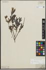 Foto von Salix repens subsp. incubacea (L.) A. Neumann